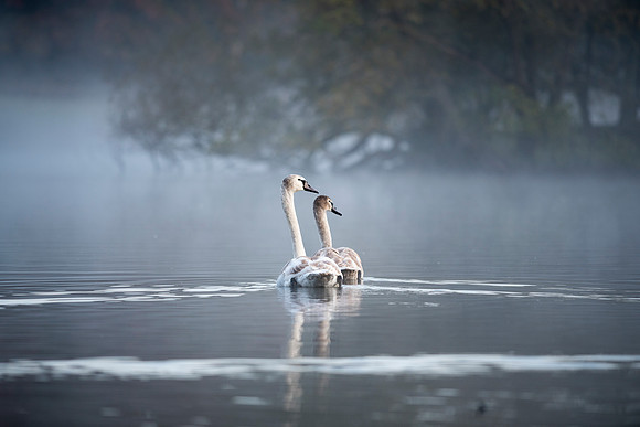 Nature Wildlife by MarianaStoichkova (2)
