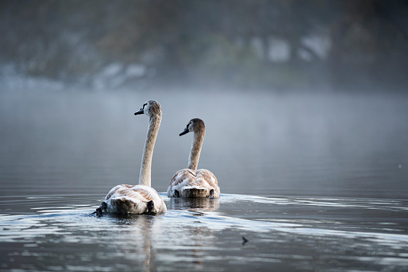 Nature Wildlife by MarianaStoichkova (1)
