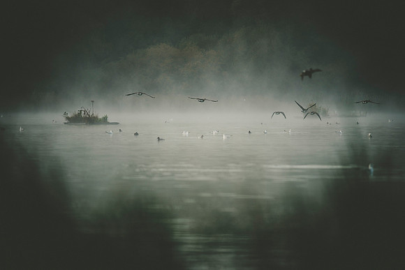 Nature Wildlife by MarianaStoichkova (3)