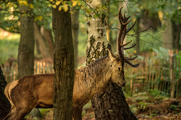 Nature Wildlife by MarianaStoichkova (14)