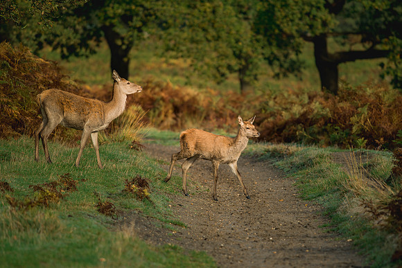 Nature Wildlife by MarianaStoichkova (15)