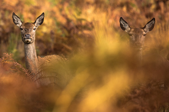 Nature Wildlife by MarianaStoichkova (16)