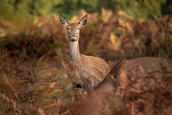 Nature Wildlife by MarianaStoichkova (17)