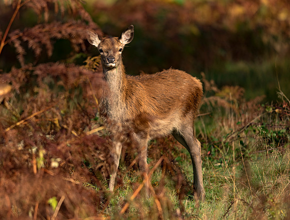 Nature Wildlife by MarianaStoichkova (19)