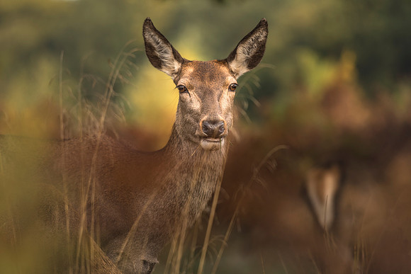 Nature Wildlife by MarianaStoichkova (20)