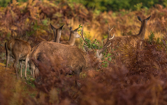Nature Wildlife by MarianaStoichkova (21)