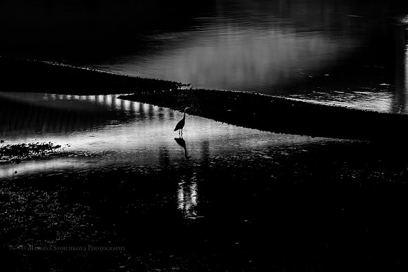 Лондон: Heron in Black and white