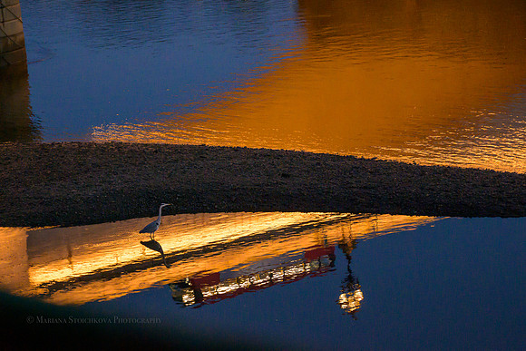 Heron
